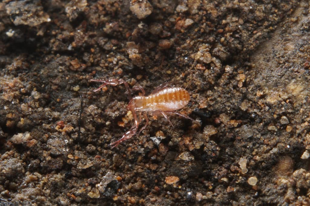 A cave pseudoscorpion. Photo: Ned Rose