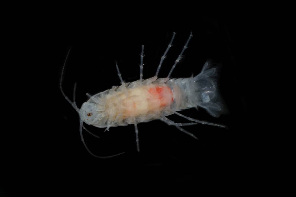 Madison Cave Isopod. Photo: Ned Rose