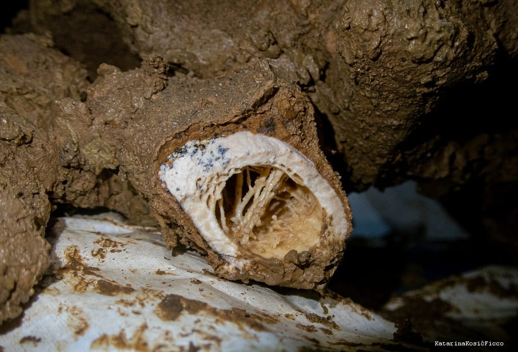Calcite deposits preserved trabeculae, a supporting structure in the bones of Petra. Photo: Katarina Kosič Ficco
