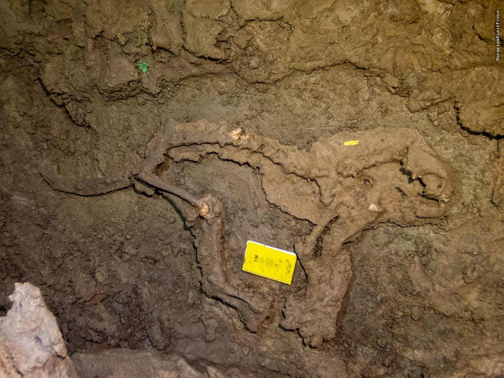 A skelton of a pleistocene feline was found in a cave in Virginia.