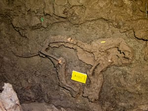 A skelton of a pleistocene feline was found in a cave in Virginia.