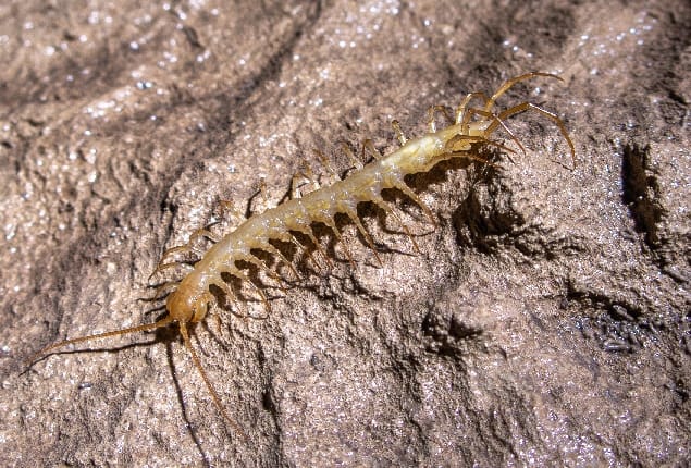 A cave-adapted centipede found by Teo Delič in Vručični Snovi Cave. Montenegro 2023. Photo: Katarina Kosič Ficco