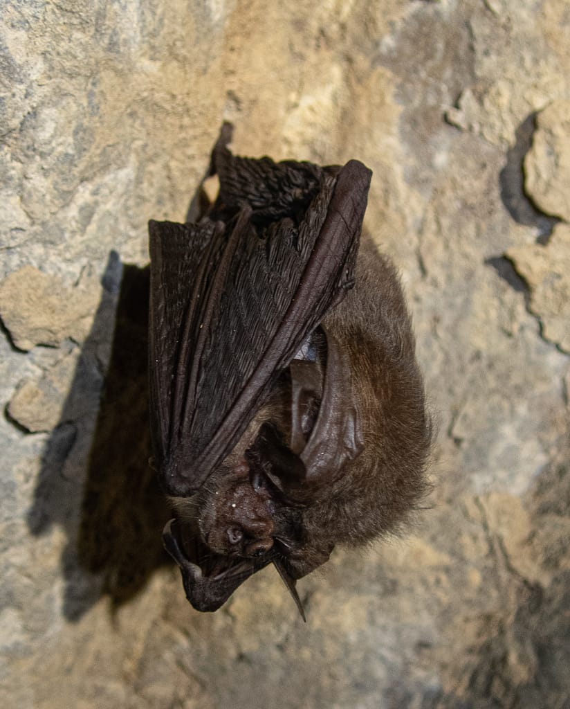 Virginia Big-eared bat. Photo: Katarina Kosič Ficco